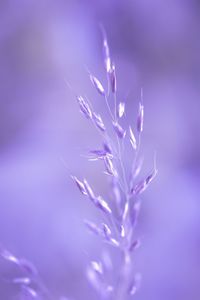 Close-up of purple flowers