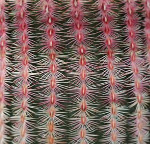 Full frame shot of succulent plant