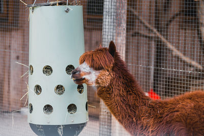 Close-up of a alpaca eating 