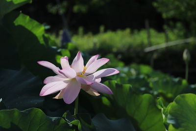 Close-up of pink water lily