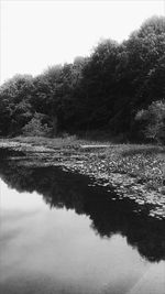 Reflection of trees in water