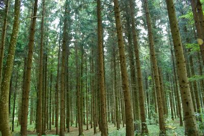 Pine trees in forest