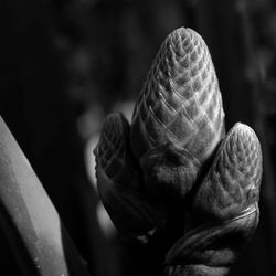 Close-up of shells