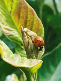 Close-up of ladybug on leaf