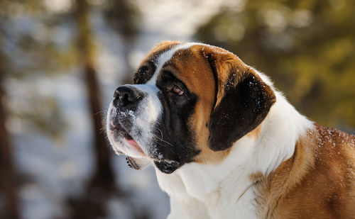 Close-up of a dog looking away