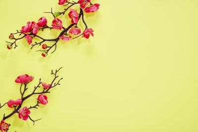 Close-up of pink flowering plant against wall