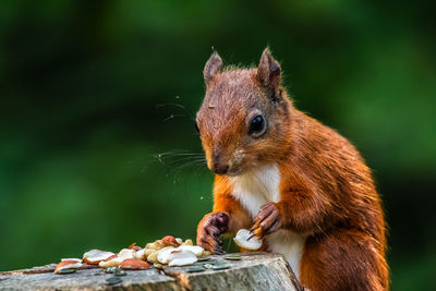 Close-up of squirrel eating food