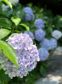 Close-up of purple hydrangea flowers