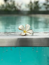 Close-up of frangipani on swimming pool