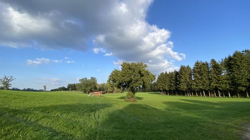 Panoramic view of trees on field against sky