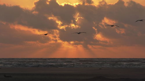 Silhouette birds flying over sea against sky during sunset