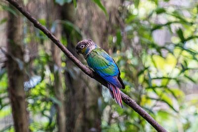 Bird perching on a branch