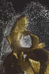 High angle view of a turtle in water