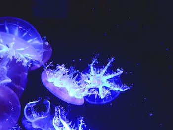 Close-up of jellyfish swimming in sea