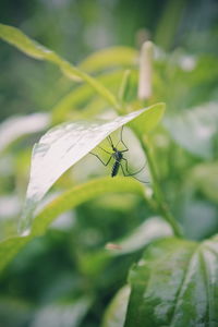 Close-up of insect on leaf