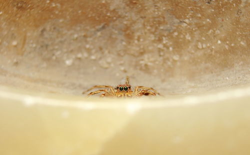 Close-up of spider