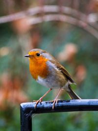 Robin perched on a chair 