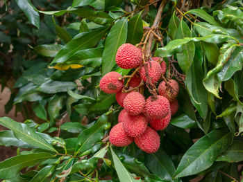 Close-up of strawberry growing on tree