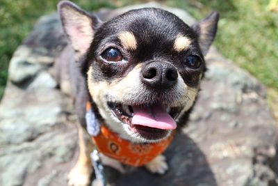 High angle portrait of chihuahua on rock