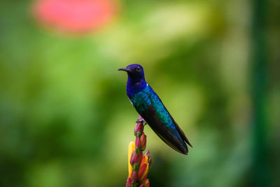 Close-up of bird perching on flower