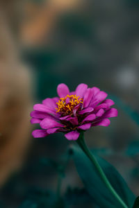 Close-up of pink flower against blurred background