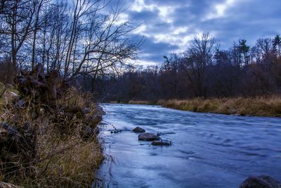 Dog on bare trees by river against sky during winter