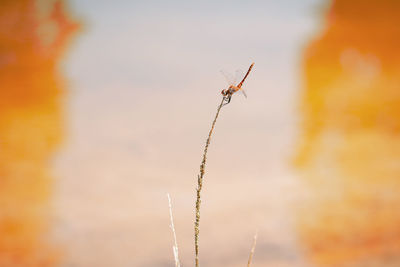 Dragonfly on orange background - libelinha sobre fundo laranja.