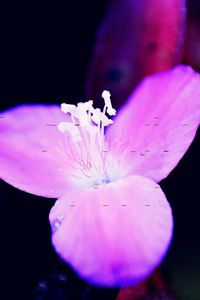 Close-up of purple flowers