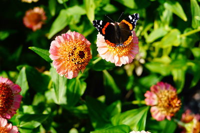 Close-up of butterfly pollinating on flower