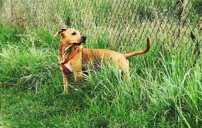 Dog in a field