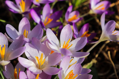 Close-up of purple crocus flowers