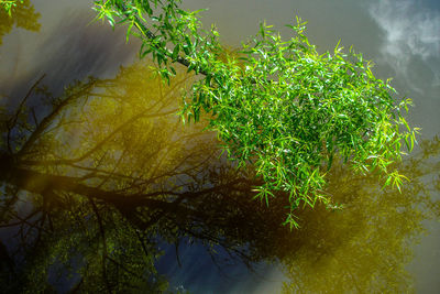 Close-up of leaves against trees in forest