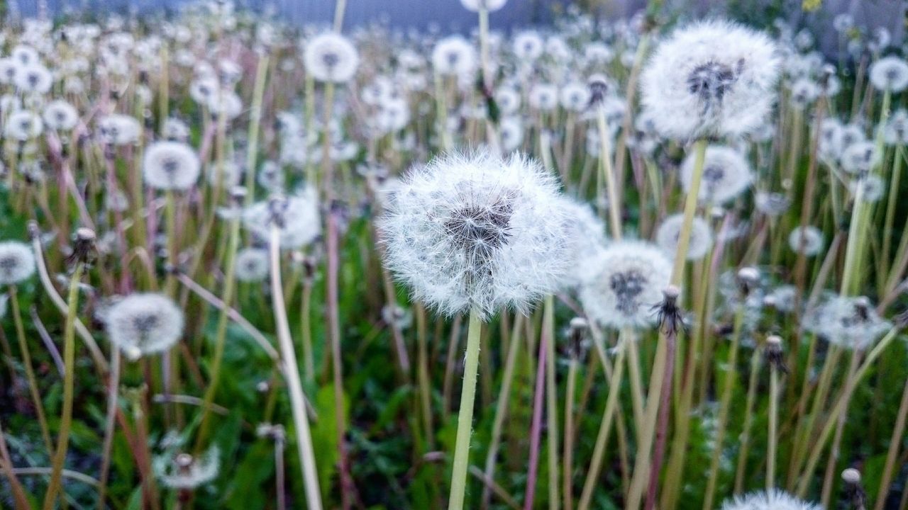 CLOSE-UP OF WHITE DANDELION FLOWER