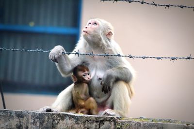 Monkey sitting on a fence