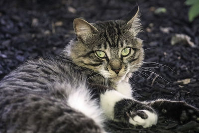 Close-up portrait of tabby cat