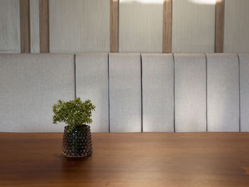 Potted plant on table at home