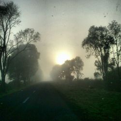 Sun shining through trees in forest