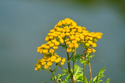 Close-up of yellow flowering plant