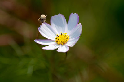 Close-up of cosmos flower blooming outdoors