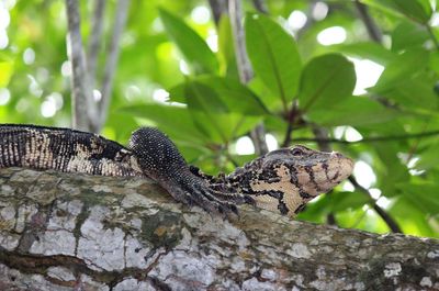 Close-up of lizard on tree