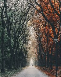 Empty road along trees