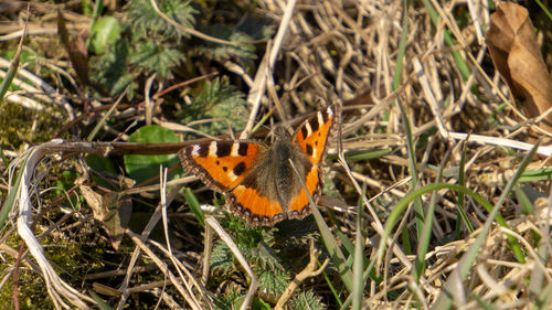 High angle view of butterfly on flower