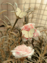 Close-up of pink rose flower