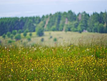 Plants growing on field