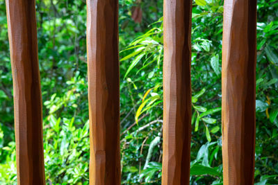 Full frame shot of bamboo trees in forest