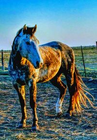 Horse standing outdoors