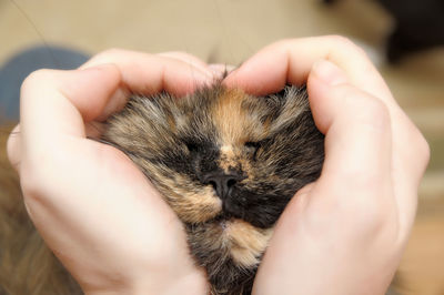 Cropped image of hand holding cat