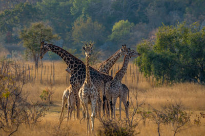 Giraffe standing on grass against trees