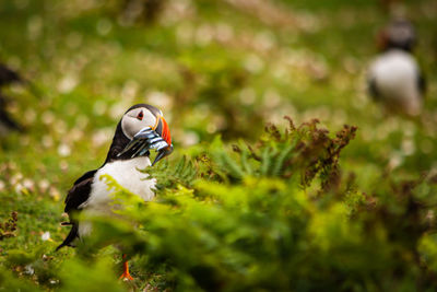 puffin with a