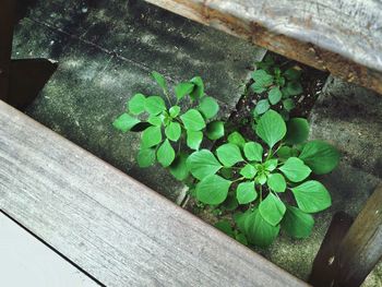 High angle view of green plant